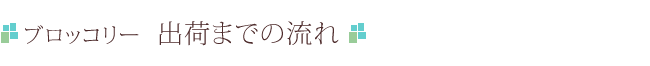 ブロッコリー　出荷までの流れ